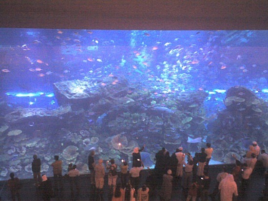 Dubai+mall+aquarium+pictures